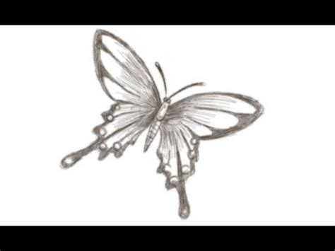 Draw a circle on top of the body—this will be the head. How to Draw a Butterfly - YouTube