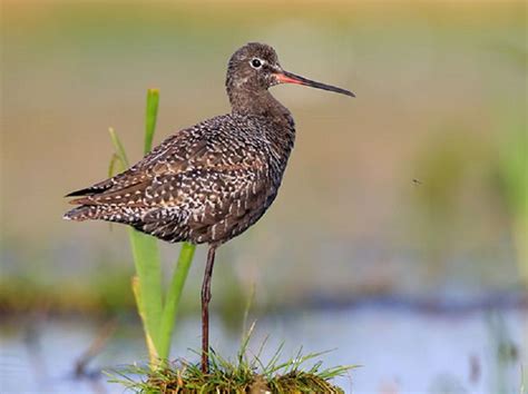Cycling in ria formosa natural park. Birdwatching in Nature Reserve of the Castro Marim Marsh ...
