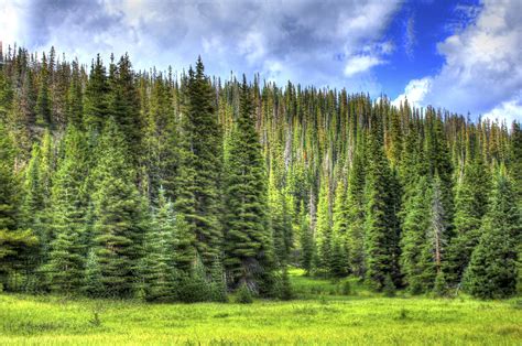 Trees And Sky In Rocky Mountains National Park Colorado Image Free