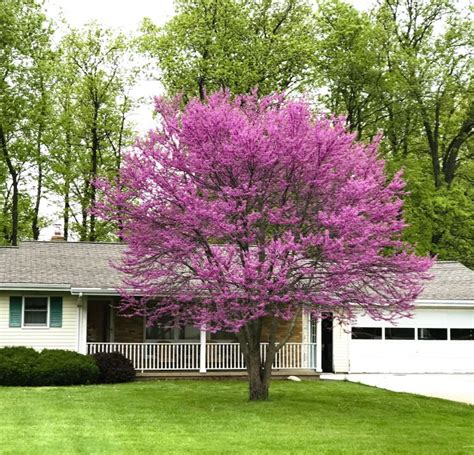Eastern Redbud An All American Star Department Of Horticulture