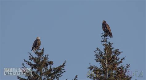 Eagles and youngster (chinese drama); Visit from an adult bald eagle and her/his youngster today ...