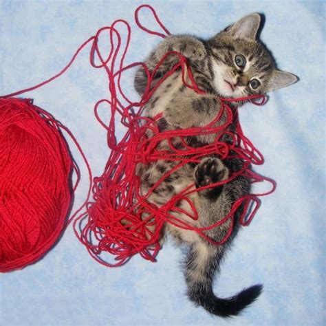 21 Cats Ambushing Your Yarn Top Crochet Patterns