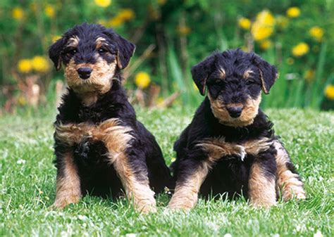 The key to preventing your cats from too much shedding is. 10 Dog Breeds That Shed the Least