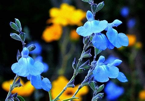 Blue Prairie Sage Salvia Azurea 15 Seeds Fluffy Blooms Sweet