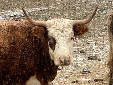 Hereford Scottish Highland Cross Breed Cow Scottish Highland Cattle