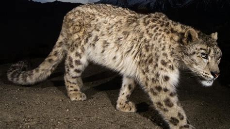 Snow Leopard Of Afghanistan National Geographic Channel Asia