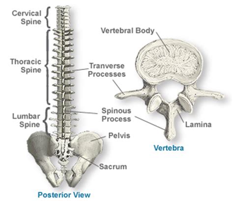 This quiz is particularly designed to test your knowledge of anatomical terminology, directional terminology, and movement of standing erect, facing observer,arms at side, and palms facing back. Anatomy of the Spine | Southern California Orthopedic ...
