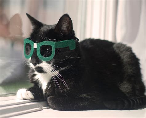 Nerd Glasses For Cats Kitty Poindexter New Design Etsy