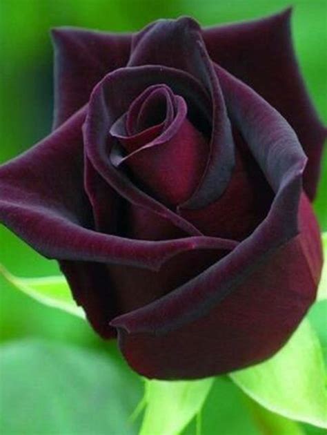 Rare Purple Dark Rose Seeds 10 Pcs Flowering Plants Etsy