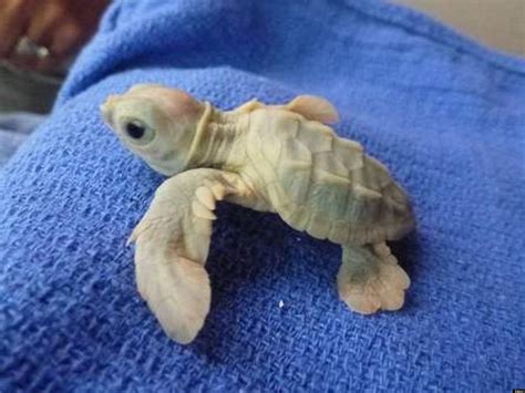 White Sea Turtle Hatched Rescued Rehabilitated And