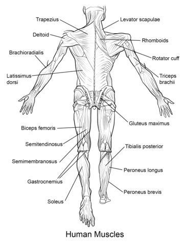 Muscles are tissues that contract to help parts of the body move. Human Muscles Back View coloring page | Free Printable ...