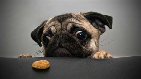 A Pug Nervously Watching A Treat 1920 X 1080