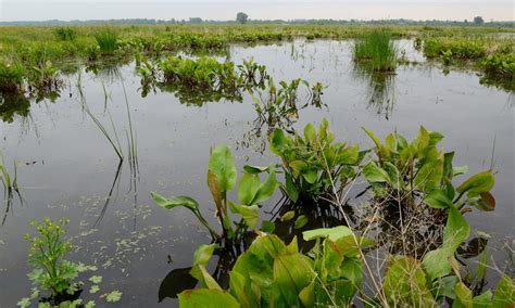 What Is A Wetland — The Wetlands Initiative