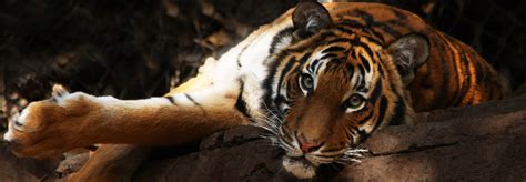 As of today, kenny 'xepher' deo and danil 'dendi' ishutin will no longer be a part of tigers for the remainder of the. Endangered Malayan tigers threatened by the demand for durian