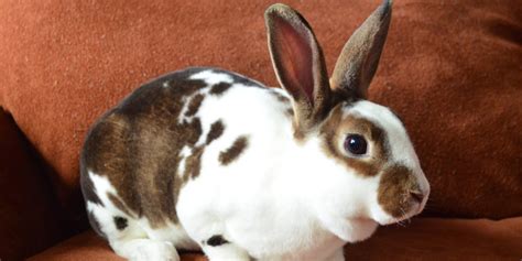 7 jenis gambar kelinci lengkap gambar kelinci rex hitam putih gambar kelinci rex mini sumber gambar : Jenis Kelinci Pedaging Unggulan yang Bagus untuk Diternak ...