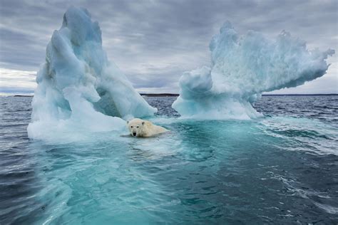 How Many Polar Bears Are Left Populations And Status