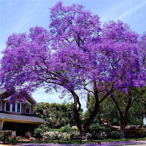 Azirbuild Tall Flowering Trees Zone 5 Images