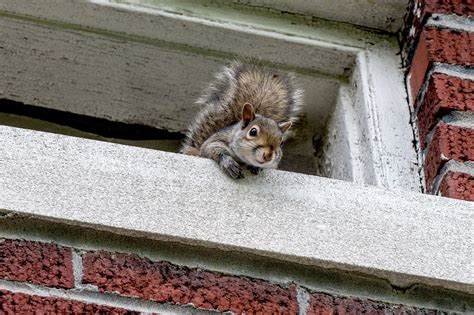 6 Methods For Ridding Your Home Of Squirrels Humanely In 2022