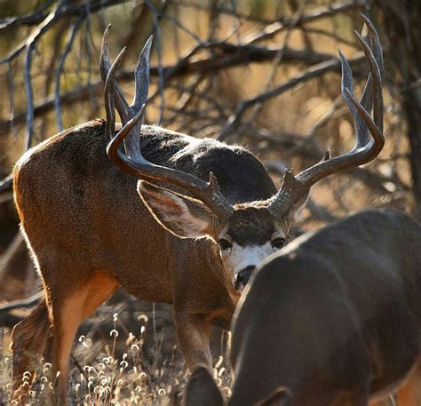 Pin By Rome On Crazy Bout Racks Mule Deer Deer Hunting