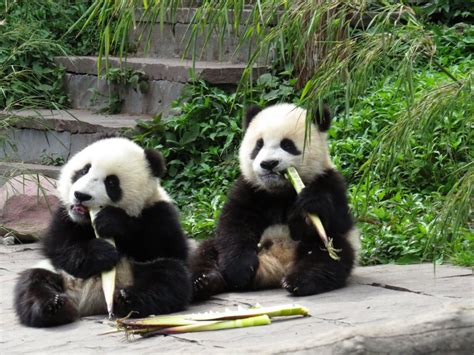Giant Panda No Longer Considered An Endangered Species New York Daily