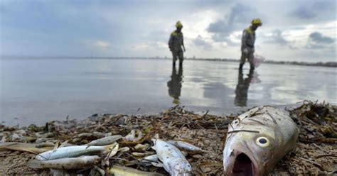 Sos From Mar Menor Murcia Spain We Want Drastic Measures To Be Taken