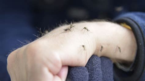 Are You A Mosquito Magnet New Research Finds It Could Be Your Smell