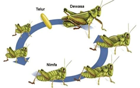 29 Skema Siklus Hidup Hewan Capung Info Doggywal