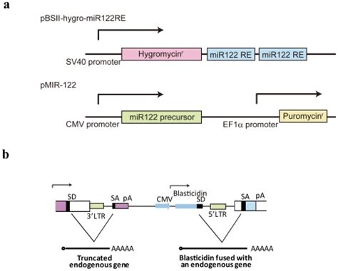 A, Reporter and miR122 precursor-expressing constructs. A construct