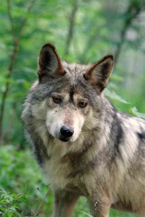 Celebrate Lobo Week With Hope For Mexican Gray Wolves Defenders Of