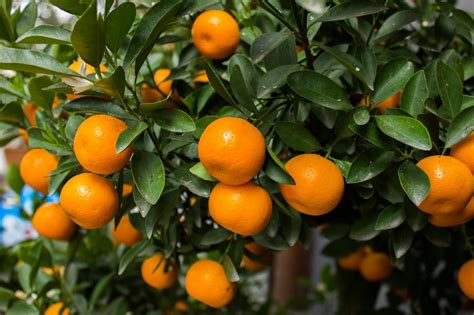 Mandarin Orange Tree Real Live Plants Citrus 1 5 Seedling Plants