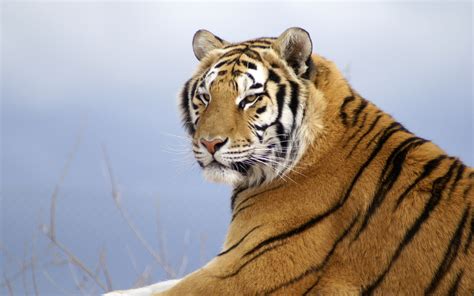 Wallpaper Amur Tiger Striped Predator Lying 1920x1200 738302