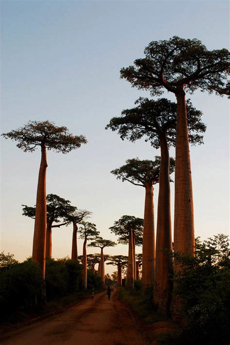 소태산아카데미 바오밥 나무 Baobab tree 를 아시나요 Daum 카페