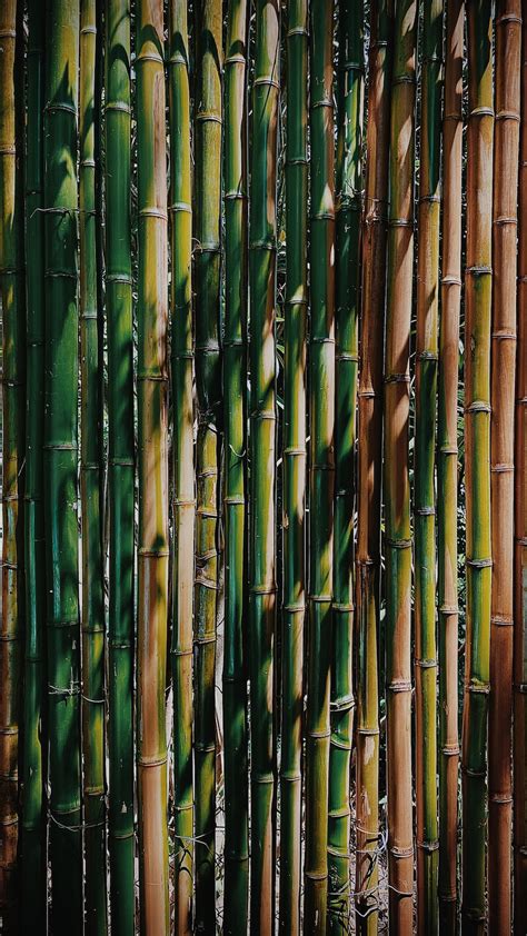 Green Bamboo Sticks During Daytime Photo Free Plant Image On Unsplash