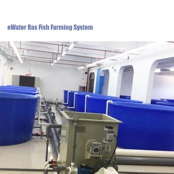 Ras Aquaculture Fish Farming Equipment Indoor Fish Farm System For