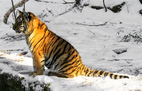 Sitting Young Tiger In The Nuremberg Zoo Free Image Download