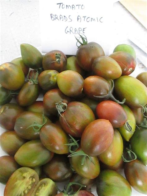 Portal Cool Tomato Brads Atomic Grape 30 Seeds Uk Garden