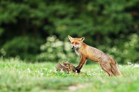 Red Fox Quarded Prey On Meadow Vulpes Vulpes Stock Image Image Of