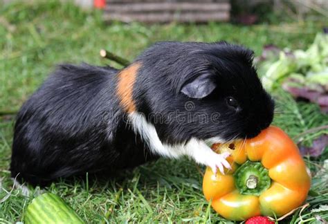 Grey And White Guinea Pig Or Cavy Stock Image Image Of Cavies Cavia