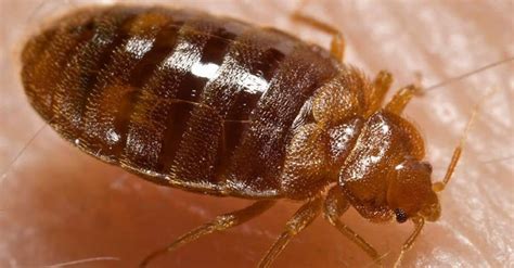 7 Bugs That Look Like Ticks Most Common Look Alikes