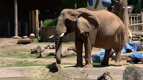 Seneca Park Zoo To Reopen To General Public Sunday June 28