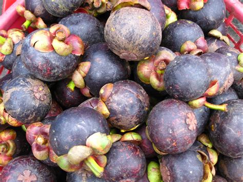 Trunks Up Thailands Exotic Fruits