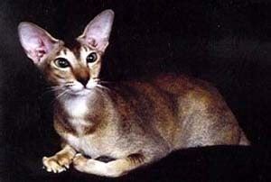 oriental cat cat breeds care breeding cats psychology cat   show veterinary cats