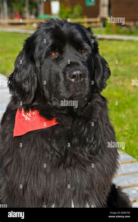 Ella The Newfoundland Dog At Rifflinhitch Lodge In Southern Labrador