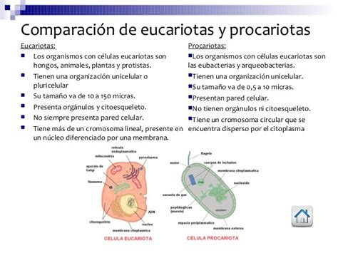 Cuadros comparativos entre célula procariota y eucariota Cuadro Comparativo