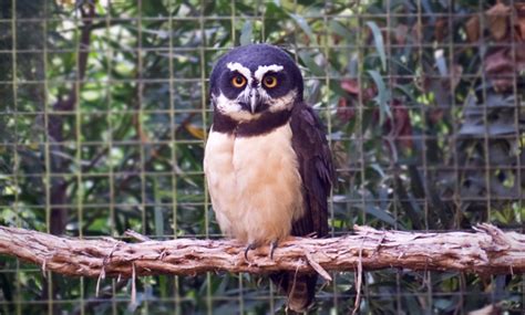 Spectacled Owl San Francisco Zoo And Gardens