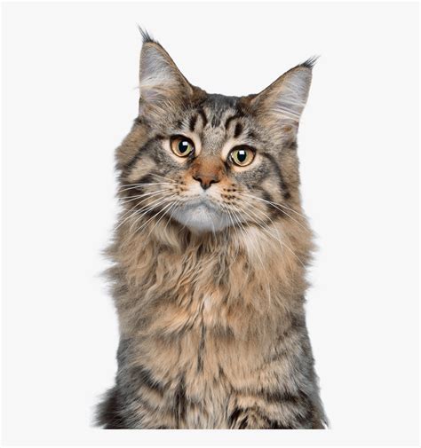 Maine Coon Cat At 7 Months Free Transparent Clipart Clipartkey