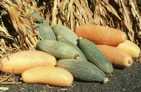 How To Identify Squash—different Squash Types You Didn T Know About