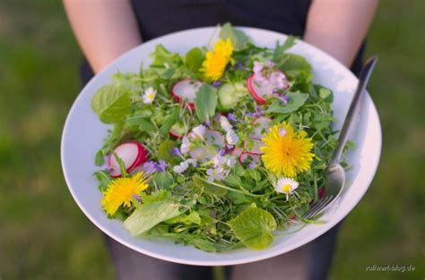 wilder frühling salat mit wild kräutern und essbaren blüten vollwert blog