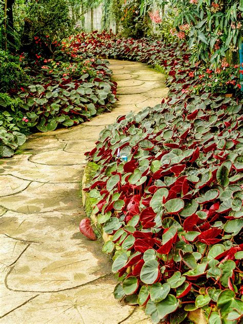 Footpath In Garden Jungle Free Stock Photo Public Domain Pictures