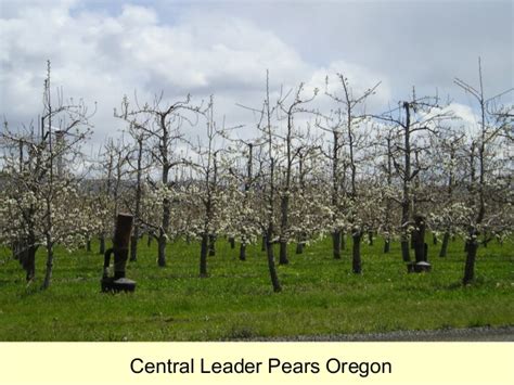 The most often used training system is the modified central leader. Grow Your Own, Nevada! Spring 2012: Training and Pruning ...